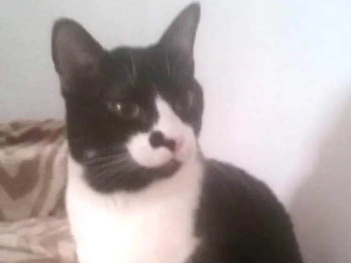 Gato ra a SRD idade 2 anos nome Rafinha (rafael)