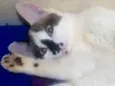 Kadu