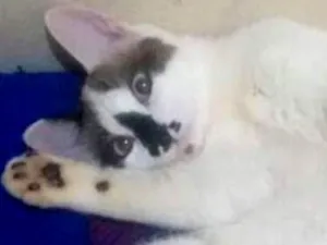 Gato raça SRD idade 2 anos nome Kadu