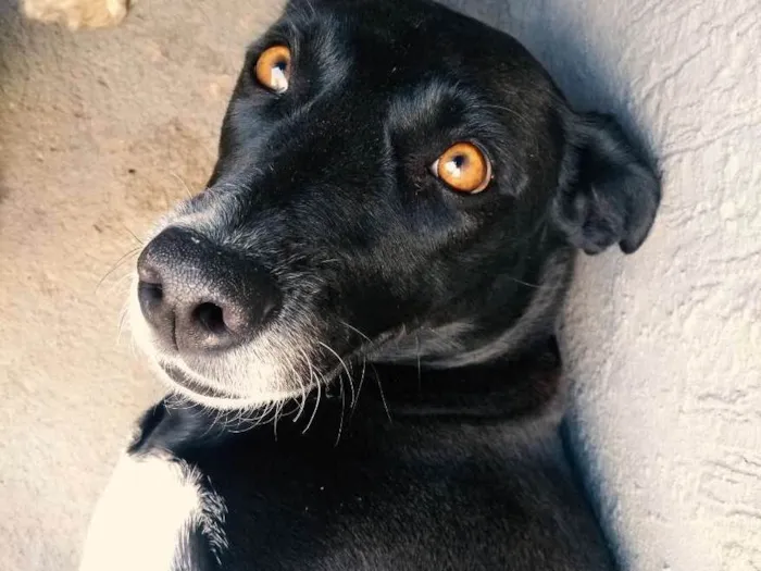 Cachorro ra a Srd idade 5 anos nome Pretinha