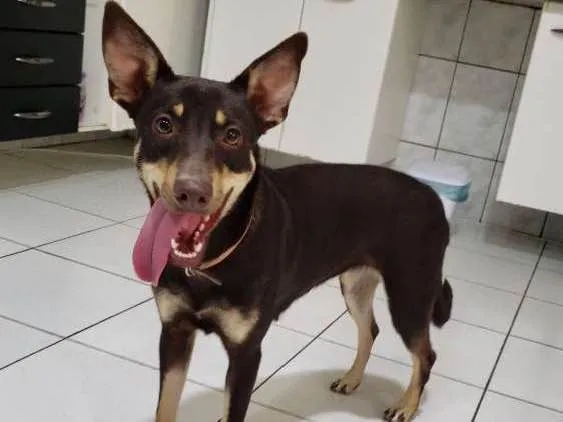 Cachorro ra a Indefinida idade 1 ano nome Kiara