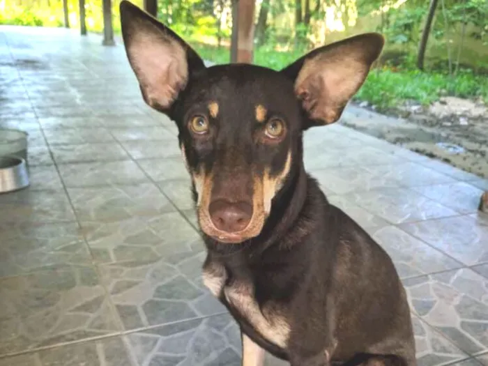 Cachorro ra a Indefinida idade 1 ano nome Kiara