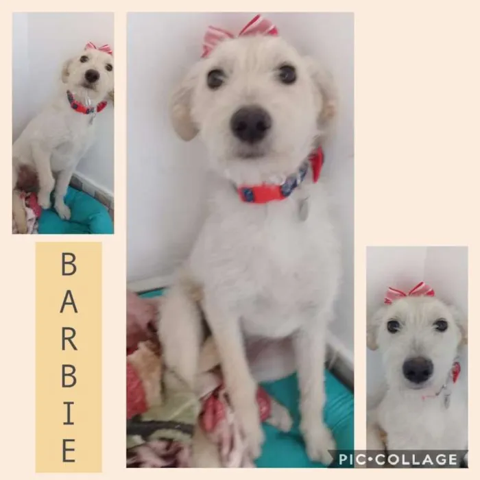 Cachorro ra a SRD idade 7 a 11 meses nome BARBIE