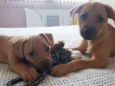 Ogrinho/ Pixuca