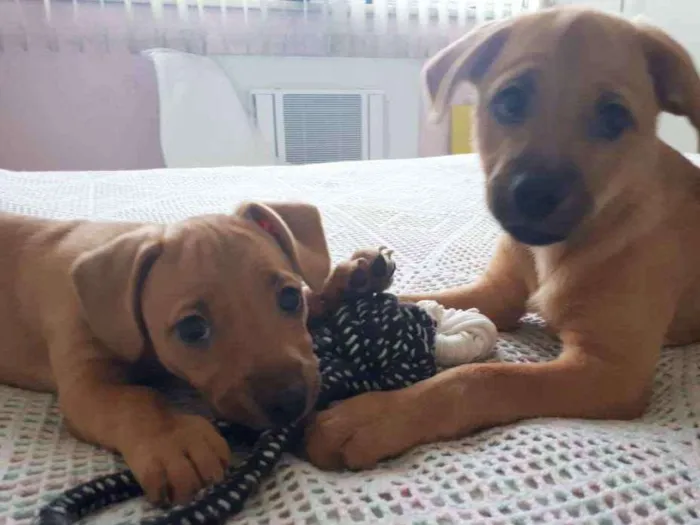 Cachorro ra a SRD idade 2 a 6 meses nome Ogrinho/ Pixuca