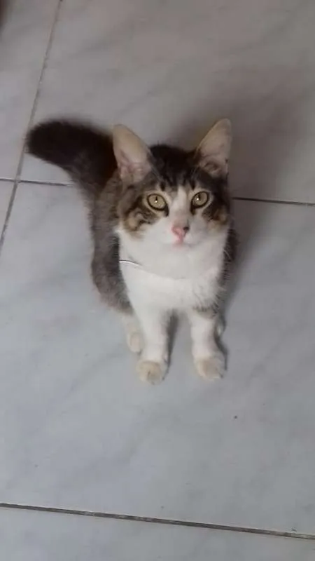 Gato ra a Persa idade 1 ano nome Guguinha