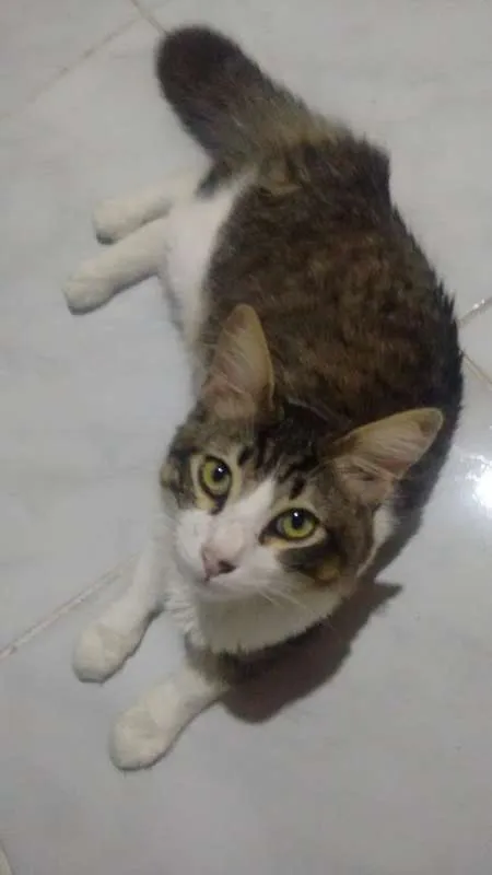 Gato ra a Persa idade 1 ano nome Guguinha