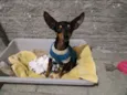 Dumbo