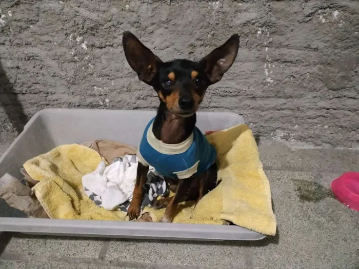 Cachorro ra a Pincher idade  nome Dumbo