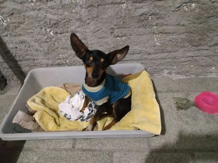 Cachorro ra a Pincher idade  nome Dumbo