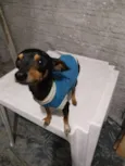 Dumbo