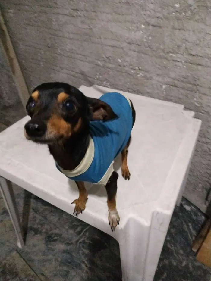 Cachorro ra a Pincher idade  nome Dumbo