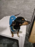 Dumbo