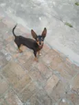 Dumbo