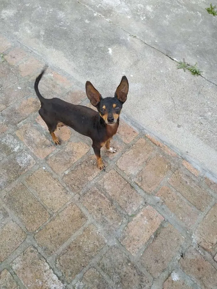 Cachorro ra a Pincher idade  nome Dumbo