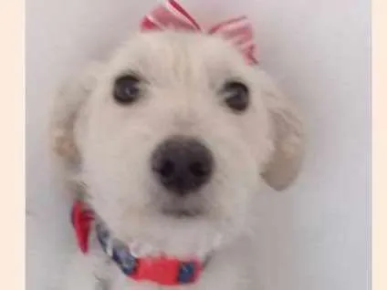 Cachorro ra a SRD idade 7 a 11 meses nome BARBIE