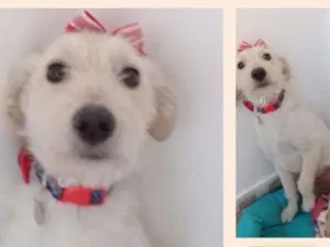 Cachorro raça SRD idade 7 a 11 meses nome BARBIE