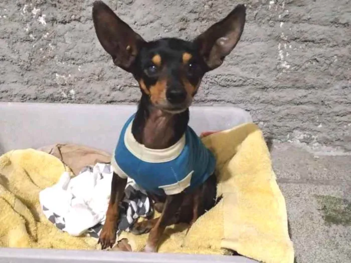 Cachorro ra a Pincher idade  nome Dumbo