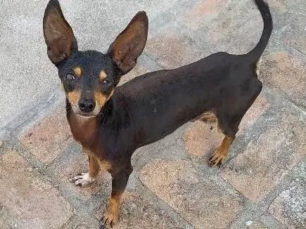 Cachorro ra a Pincher idade  nome Dumbo