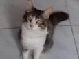 Guguinha