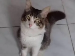Gato raça Persa idade 1 ano nome Guguinha