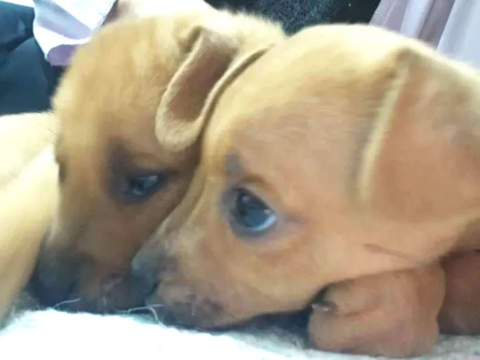 Cachorro ra a SRD idade 2 a 6 meses nome Ogrinho/ Pixuca