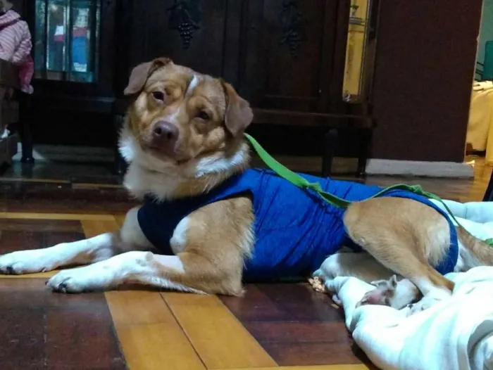 Cachorro ra a Srd idade 1 ano nome Spin