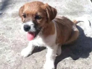 Cachorro raça  idade 2 a 6 meses nome Billy 