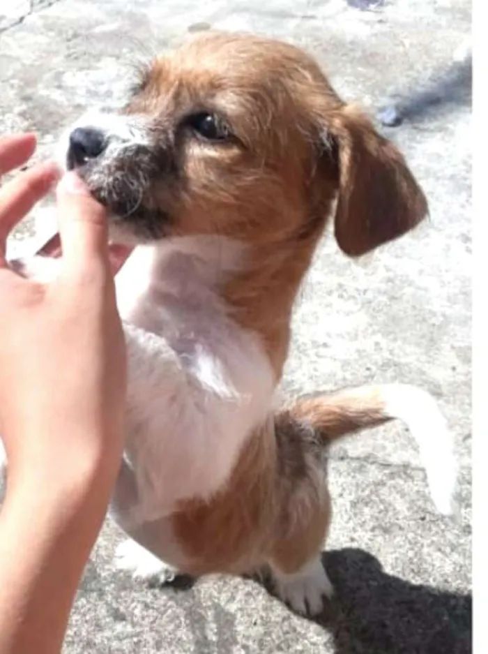 Cachorro ra a  idade 2 a 6 meses nome Billy 