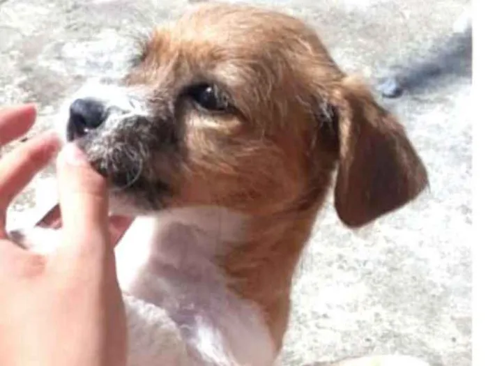 Cachorro ra a  idade 2 a 6 meses nome Billy 