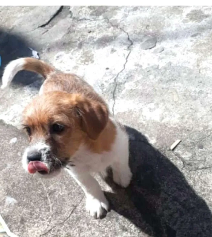 Cachorro ra a  idade 2 a 6 meses nome Billy 