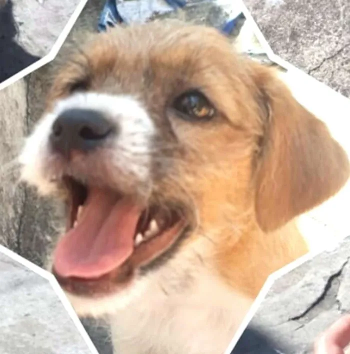 Cachorro ra a  idade 2 a 6 meses nome Billy 