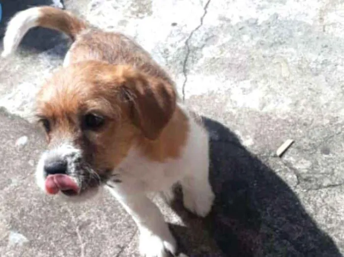 Cachorro ra a  idade 2 a 6 meses nome Billy 