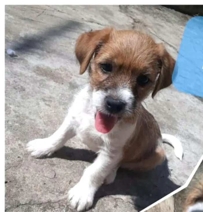 Cachorro ra a  idade 2 a 6 meses nome Billy 
