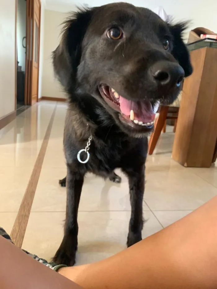 Cachorro ra a SRD+Golden idade 2 anos nome Aletéia