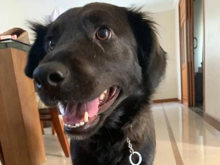 Cachorro ra a SRD+Golden idade 2 anos nome Aletéia