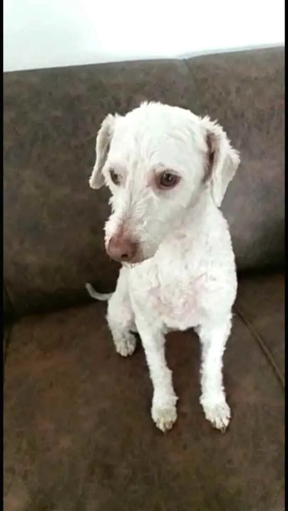 Cachorro ra a  idade 5 anos nome Bartho e Lilica 