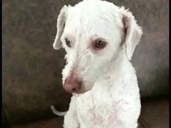 Cachorro ra a  idade 5 anos nome Bartho e Lilica 