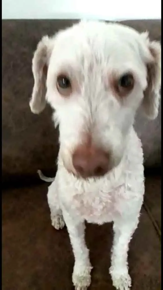 Cachorro ra a  idade 5 anos nome Bartho e Lilica 