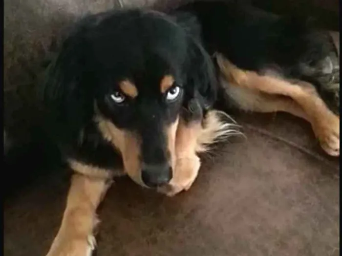 Cachorro ra a  idade 5 anos nome Bartho e Lilica 