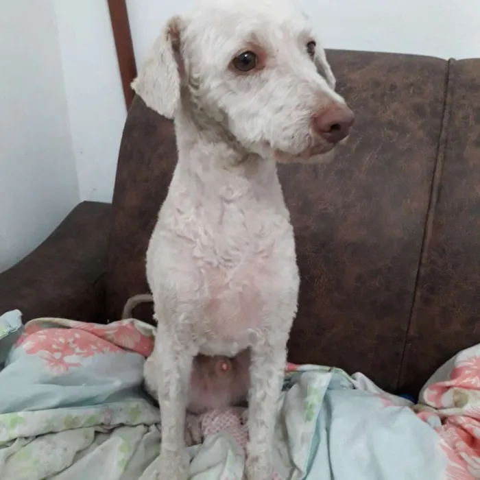 Cachorro ra a  idade 5 anos nome Bartho e Lilica 