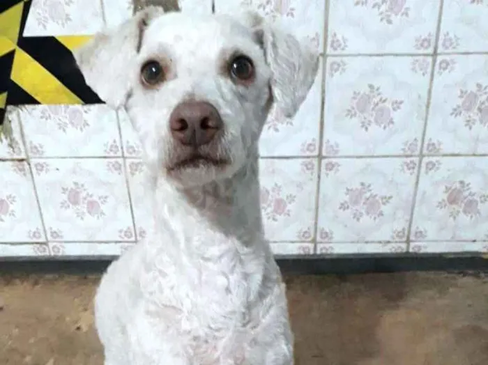 Cachorro ra a  idade 5 anos nome Bartho e Lilica 