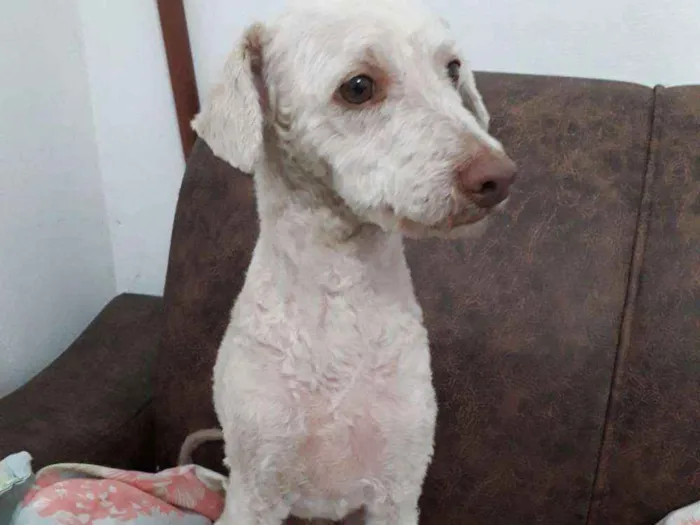 Cachorro ra a  idade 5 anos nome Bartho e Lilica 