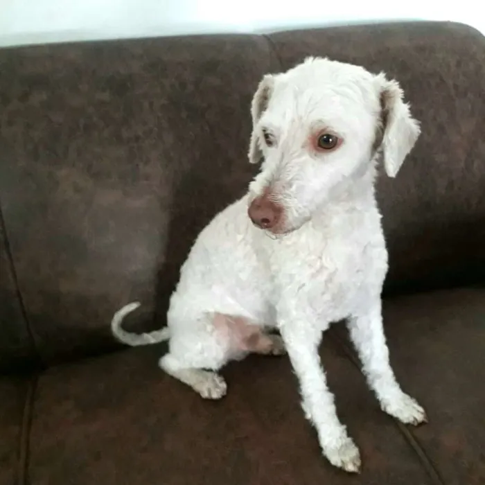 Cachorro ra a  idade 5 anos nome Bartho e Lilica 