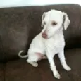 Bartho e Lilica