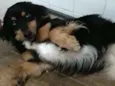 Bartho e Lilica