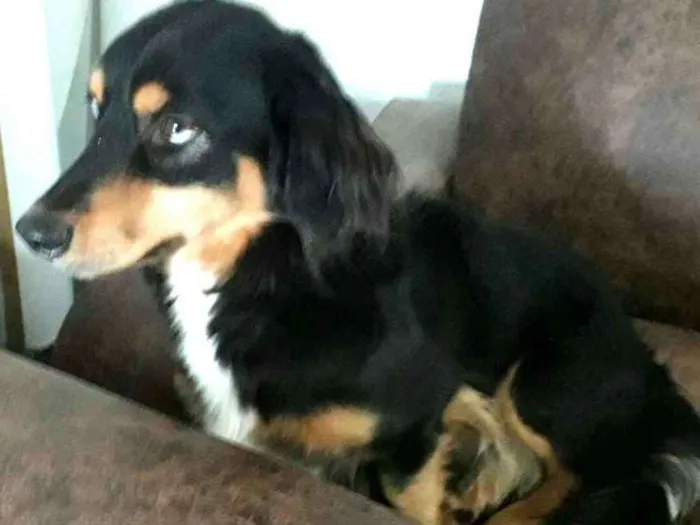 Cachorro ra a  idade 5 anos nome Bartho e Lilica 