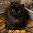 JUQUINHA 
