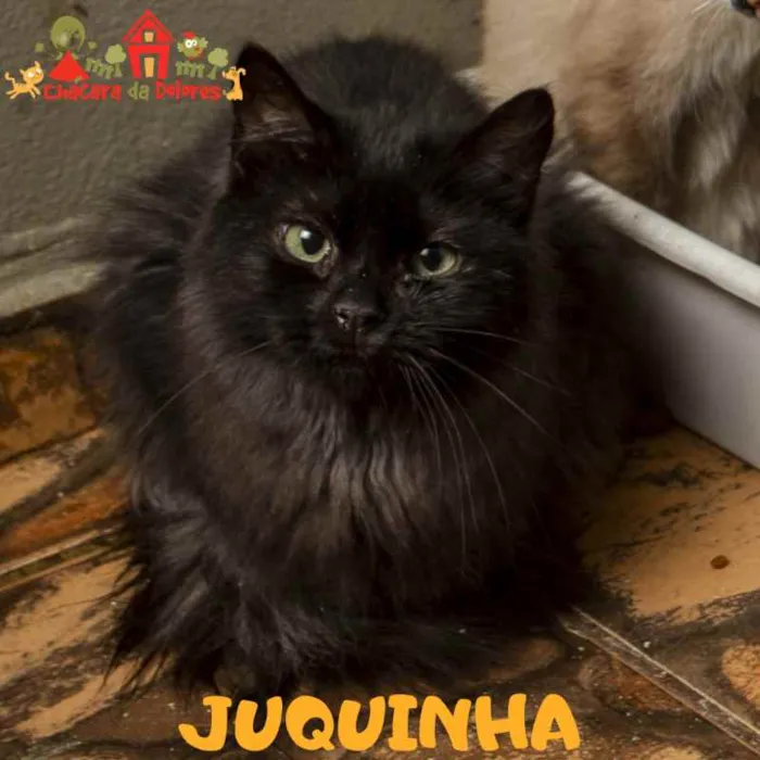 Gato ra a SRD idade 2 a 6 meses nome JUQUINHA 