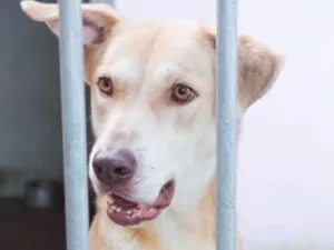 Cachorro raça SRD idade 1 ano nome MINOTAURO-PIT BULL
